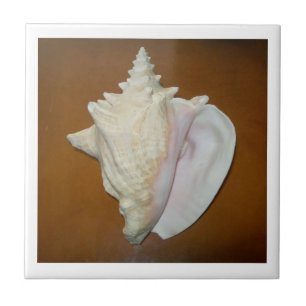 Conch Shell Tile
