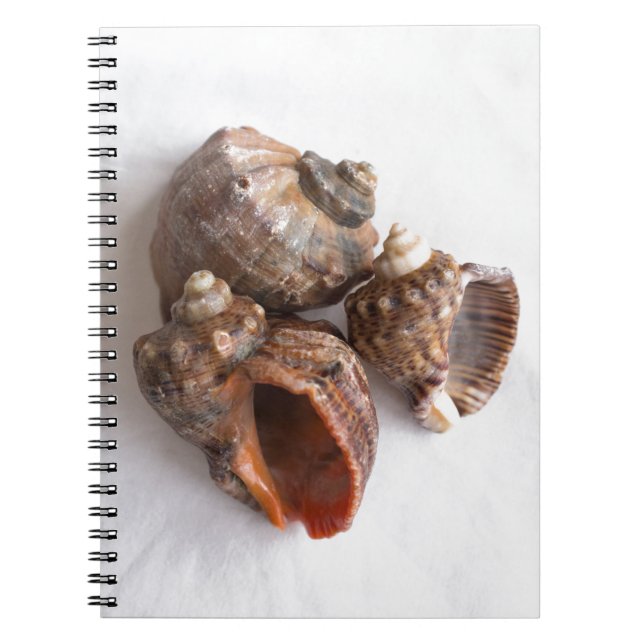 Conch shells spiral notebook (Front)