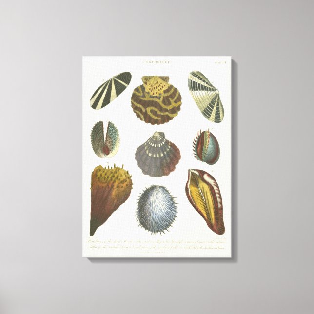 Conchology Collection Canvas Print (Front)