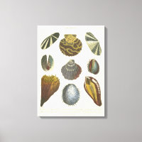 Conchology Collection