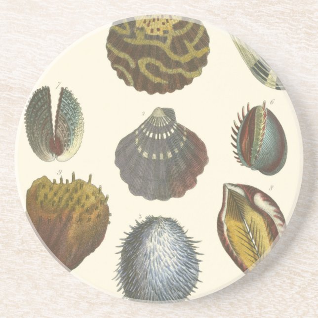 Conchology Collection Coaster (Front)