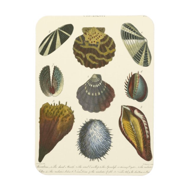 Conchology Collection Magnet (Vertical)