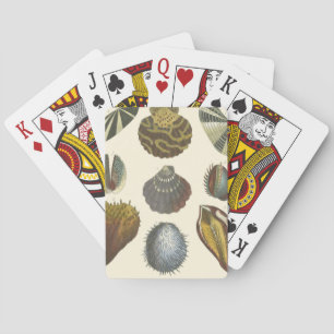 Conchology Collection Playing Cards