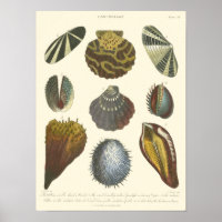 Conchology Collection