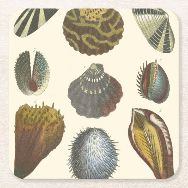 Conchology Collection Square Paper Coaster (Front)