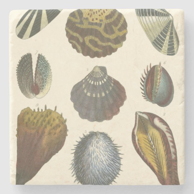 Conchology Collection Stone Coaster (Front)