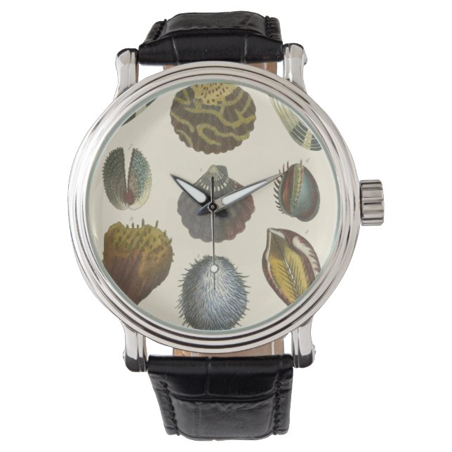 Conchology Collection Watch (Front)