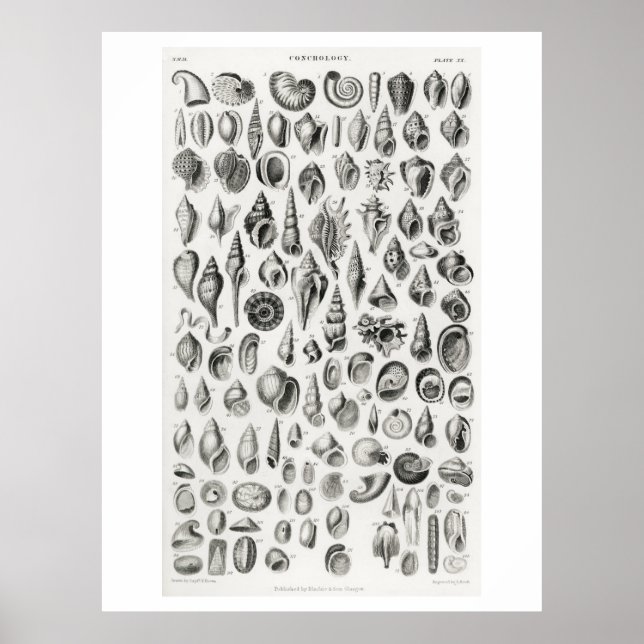 CONCHOLOGY FOSSILS (SHELLS) ANIMAL CHART POSTER (Front)