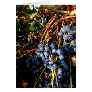 Concord Grape Vines Card