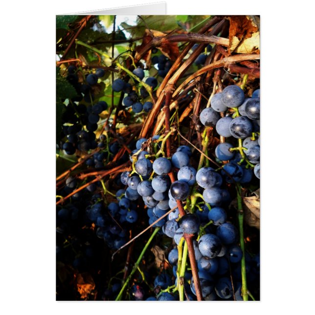 Concord Grape Vines Card (Front)