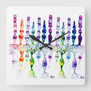 Cone cells and bipolar neurond of retina square wall clock