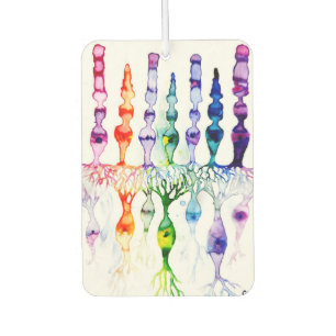 Cone cells rod cells and bipolar neuron of retina  car air freshener