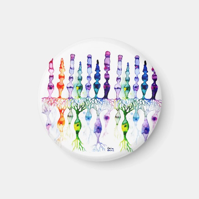 Cone cells rod cells and bipolar neurond of retina magnet (Front)