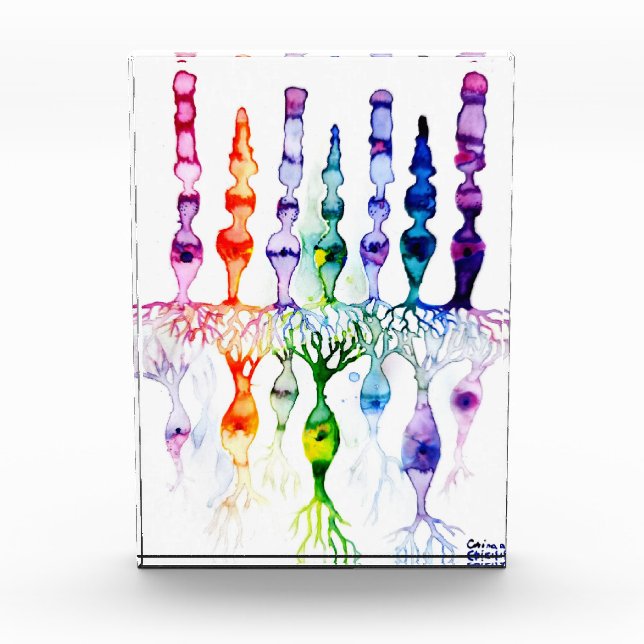 Cone cells rod cells and bipolar neurond of retina photo block (Front)