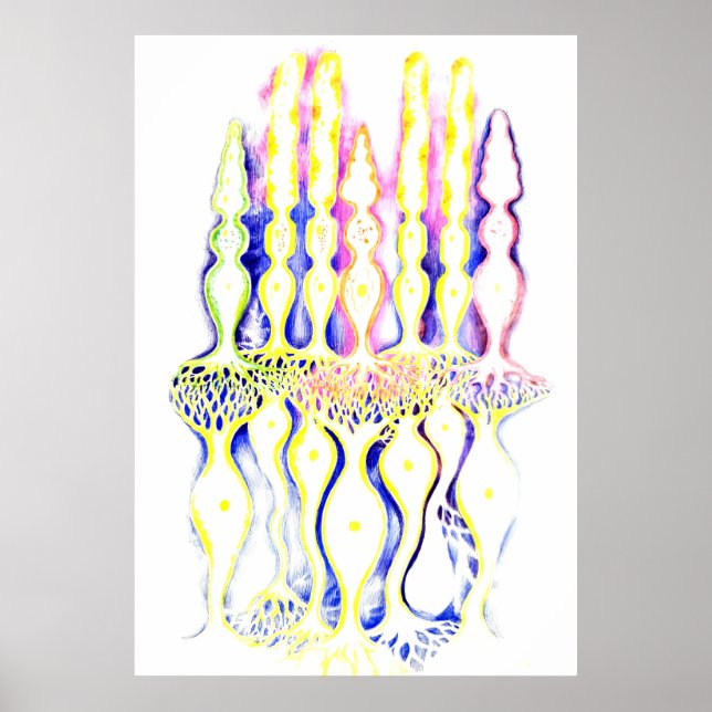 Cone cells, rod cells and bipolar neurons i poster (Front)