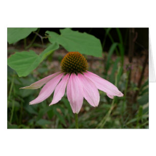 Cone Flower