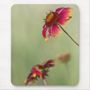 Cone Flowers beginning to bloom Mouse Pad
