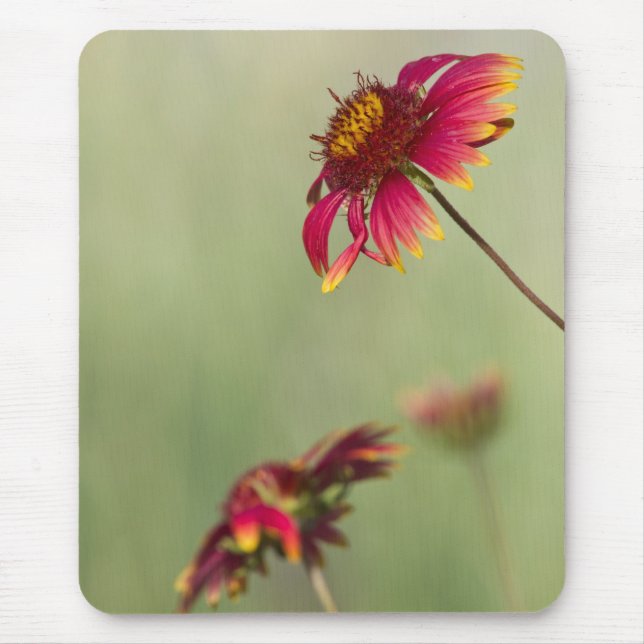 Cone Flowers beginning to bloom Mouse Pad (Front)
