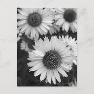 Cone Flowers - Daisy - In Black and White Postcard