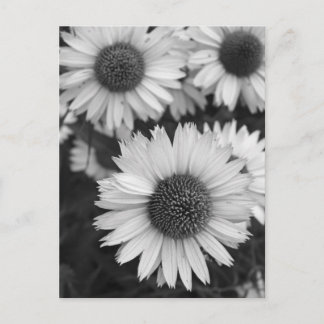 Cone Flowers - Daisy - In Black and White Postcard