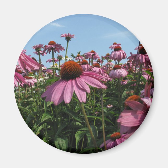 Cone Flowers Magnet (Front)