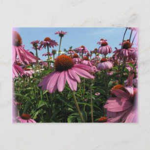 Cone Flowers Postcard