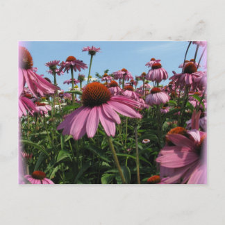 Cone Flowers Postcard