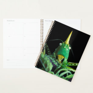Cone-Headed Grasshopper Planner