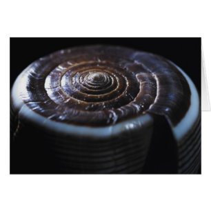 Cone shell