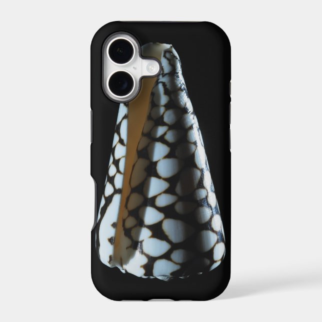 Cone shell 2 (Back)