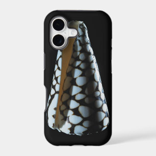 Cone shell 2