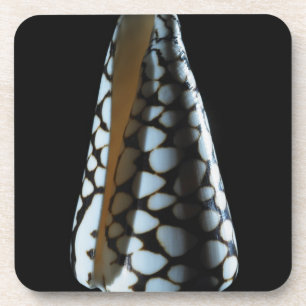 Cone shell 2 coaster