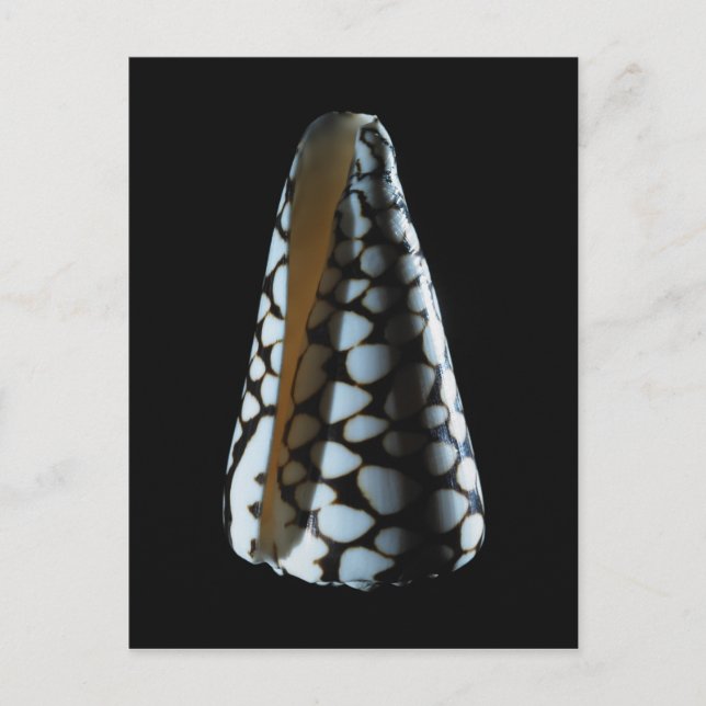 Cone shell 2 postcard (Front)