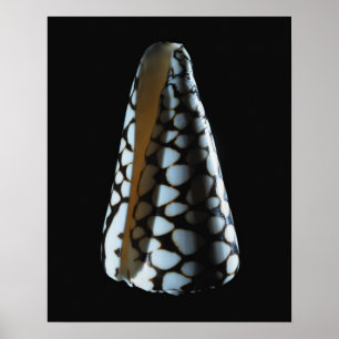 Cone shell 2 poster