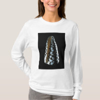 Cone shell 2