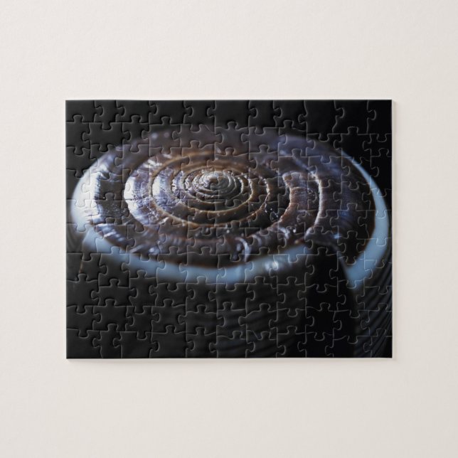 Cone shell jigsaw puzzle (Horizontal)