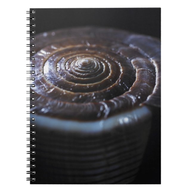Cone shell spiral notebook (Front)