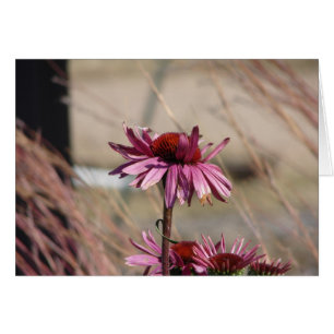 Coneflower