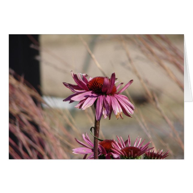 Coneflower (Front Horizontal)