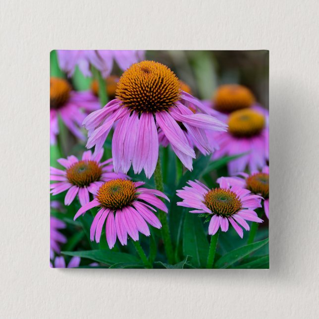 Coneflower 15 Cm Square Badge (Front)