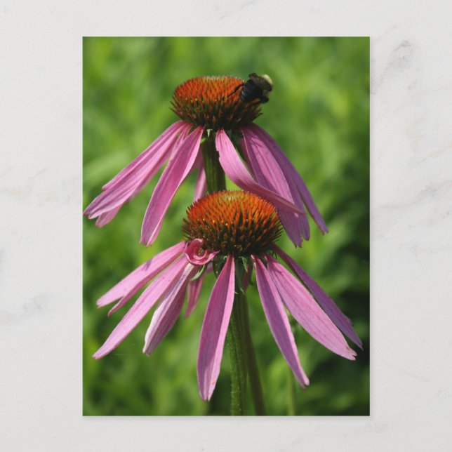 Coneflower and Bee Postcard (Front)