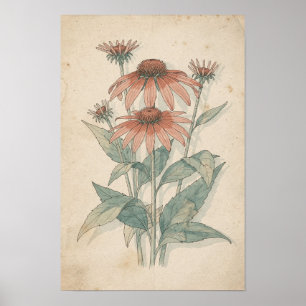 Coneflower Botanical Print Warm Garden Study