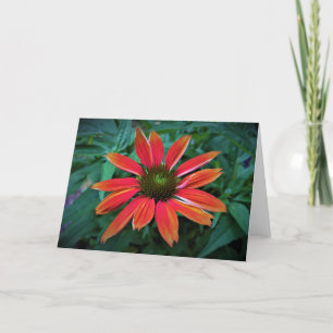 Coneflower, card