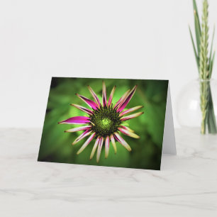 Coneflower, card