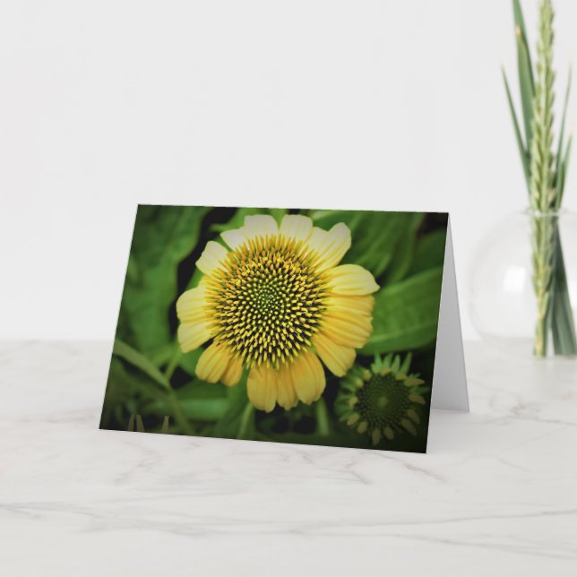 Coneflower, card (Front)