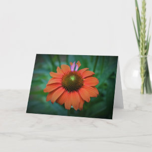 Coneflower, card