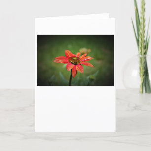 Coneflower, card