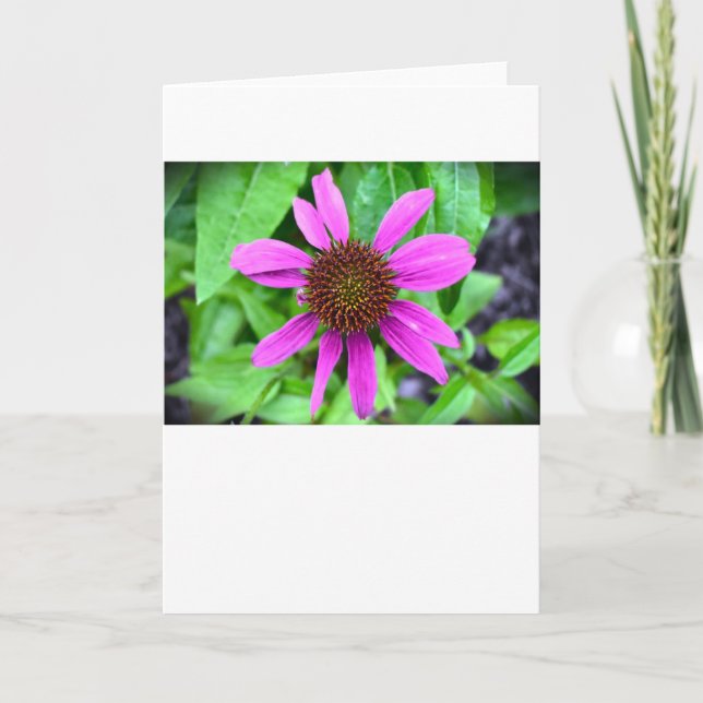 Coneflower, card (Front)