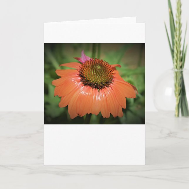 Coneflower, card (Front)