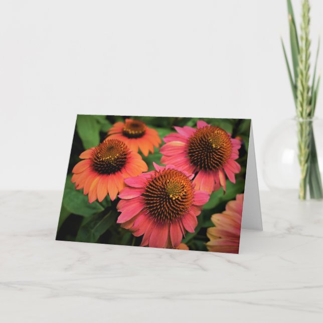 Coneflower, card (Front)